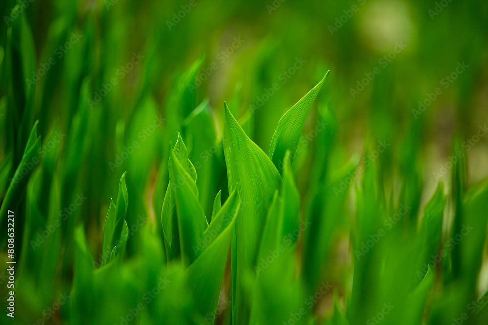 Summer background. Flowers and plants background. Summer background. Flowers and plants background.