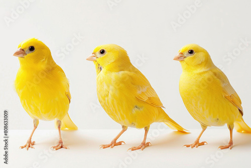 Three canaries, feathers sleek