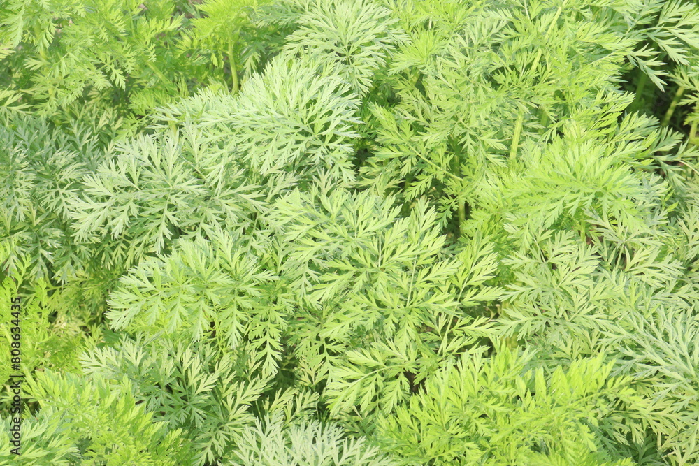 carrot farm for harvest are cash crops carrot farm for harvest are cash crops
