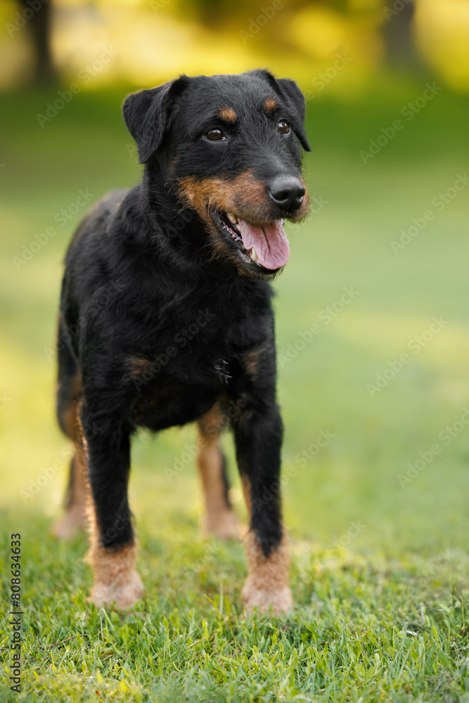 jagdterrier dog standing outdoors in summer