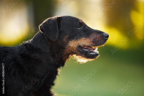 jagdterrier dog portrait outdoors in summer