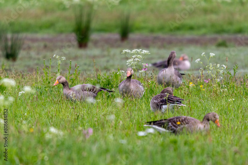 Graugänse im Frühling