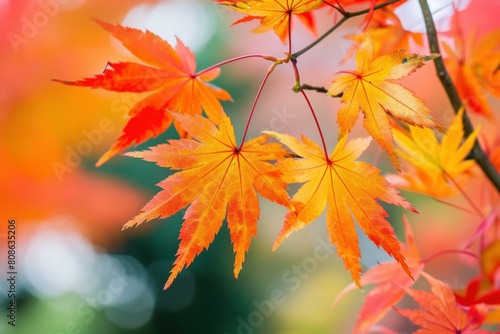 Close-up of bright orange maple leaves against a blurred autumn background