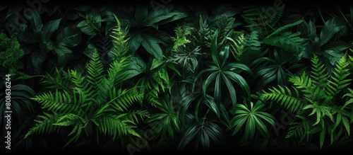 Rainforest foliage plants bushes palm and tropical plants leaves in tropical garden on black background 