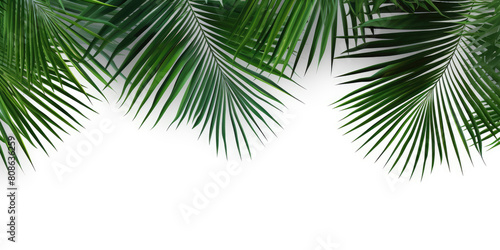 Green tropical palm leaf isolated on white background coconut leaves for summer background 