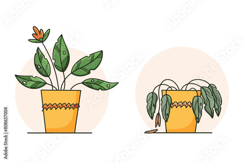 Cute sad wilted plant in a pot. Stages of withering, abandoned and scared houseplant without watering and care