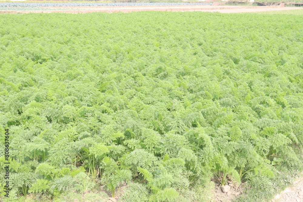 carrot farm for harvest are cash crops