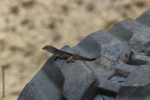 Flat-headed land iguanas (Leiocephalus) resting on a rocky surface photo