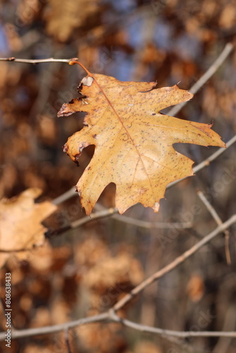 Solitary leaf on brown tree branches