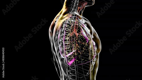 Human lungs affected by miliary tuberculosis, tb, animation photo