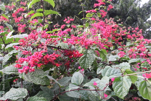 Bleeding heart vine flower plant