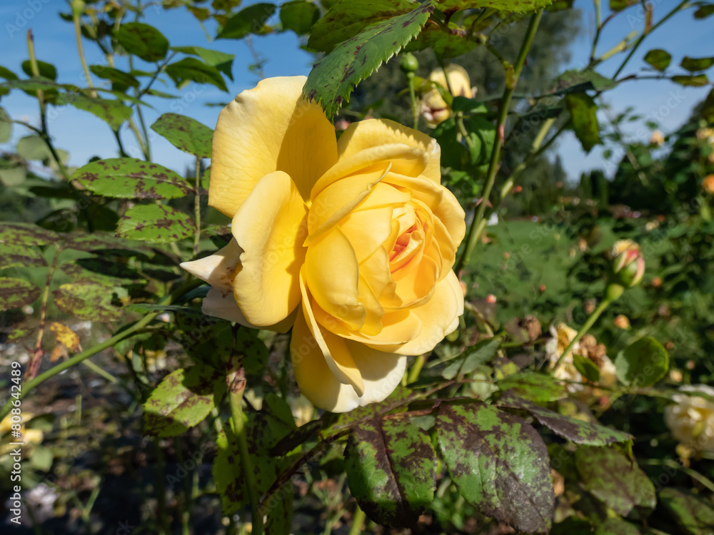 Close-up of light yellow, orange shading shrub rose 'Charlotte' (bred by David Austin) flowering with medium, very full flowers in small clusters Close-up of light yellow, orange shading shrub rose 'Charlotte' (bred by David Austin) flowering with medium, very full flowers in small clusters