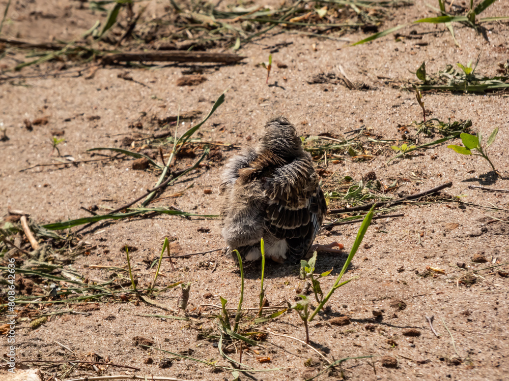 Φωτογραφία Close-up shot of a small fieldfare chick (Turdus pilaris), that has fallen out of the nest and sitting on a sandy ground