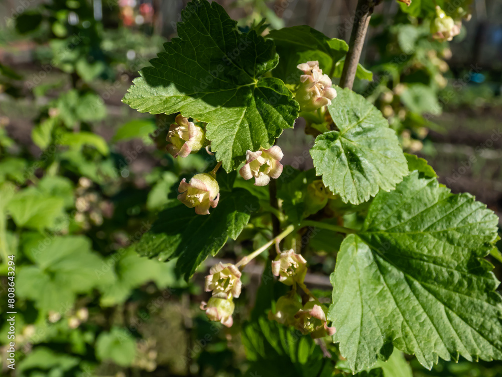Φωτογραφία Macro of blooming yellow-green flowers of the blackcurrant (Ribes nigrum) on a branch of a blackcurrant plant in spring