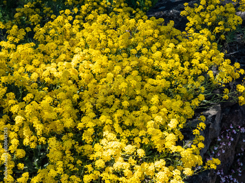 Close-up shot of the basket of gold, goldentuft alyssum or gold-dust (Aurinia saxatilis or Alyssum saxatile, Alyssum saxatile var. compactum) flowering with small yellow flowers in garden photo