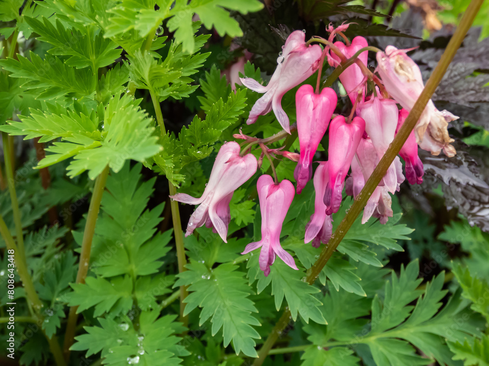 Φωτογραφία Macro shot of the opened and long shaped cluster of pink flowers of flowering pl