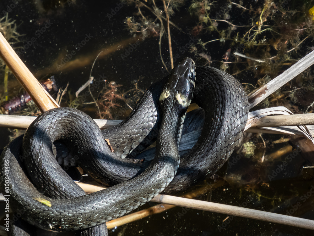 Φωτογραφία Close-up shot of Black grass snake (Natrix natrix) in the pond among water vegetation in sunlight