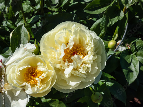 Beautiful  summer peony  paeonia   Lemon chiffon  with pale lemon ruffled petals surrounding a center full of bright golden-yellow stamens and orange filaments flowering