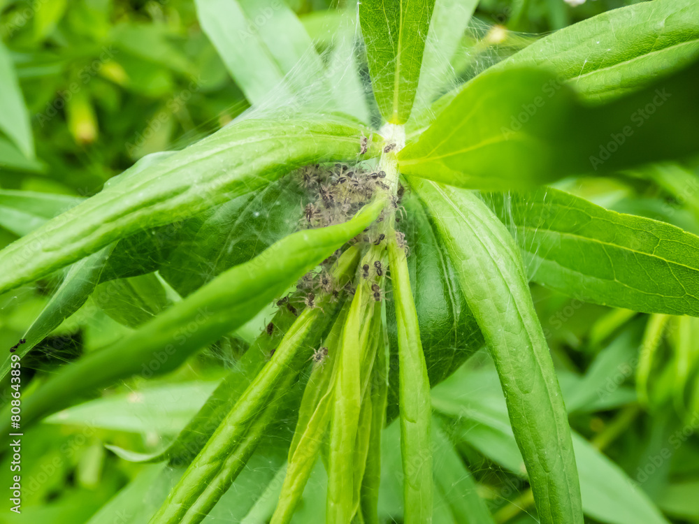 Obraz premium Macro shot of tiny spiderlings of Nursery web spider (Pisaura mirabilis) in the nest with young spiders and egg sac on a green plant in summer