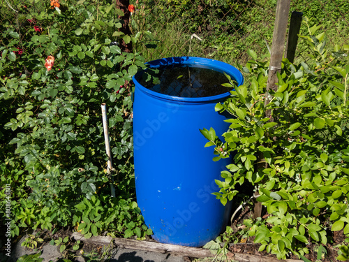 Blue, plastic water barrel reused for collecting and storing rainwater for watering plants full with water surrounded with green vegetation