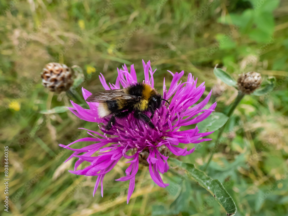 Macro shot of a bumblebee (bombus) on a pink flower in summer Macro shot of a bumblebee (bombus) on a pink flower in summer