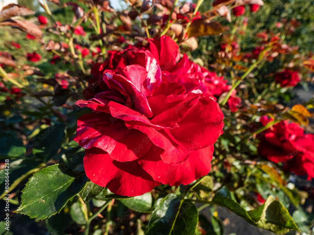 Shrub rose 'Deep impression' flowering with large, fully double, deep red flowers with white stripes in summer