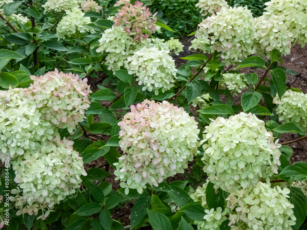 Hydrangea paniculata 'Little lime' - compact, bushy shrub flowering with profusion of large panicles, blossoms change color from soft lime green to creamy white in summer Hydrangea paniculata 'Little lime' - compact, bushy shrub flowering with profusion of large panicles, blossoms change color from soft lime green to creamy white in summer