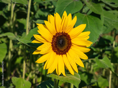 Close-up shot of big, yellow common sunflower (Helianthus) in bright sunlight facing the sun with green vegetation and leaves in background