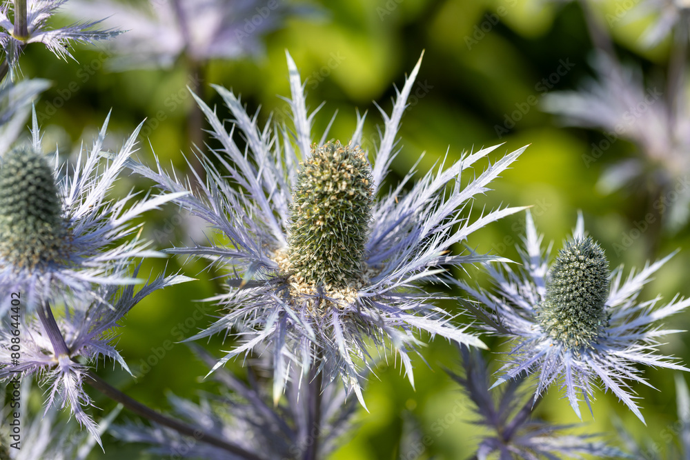 Eryngium alpinum 'Blue Jackpot' also known as Blue Sea Holly Eryngium alpinum 'Blue Jackpot' also known as Blue Sea Holly