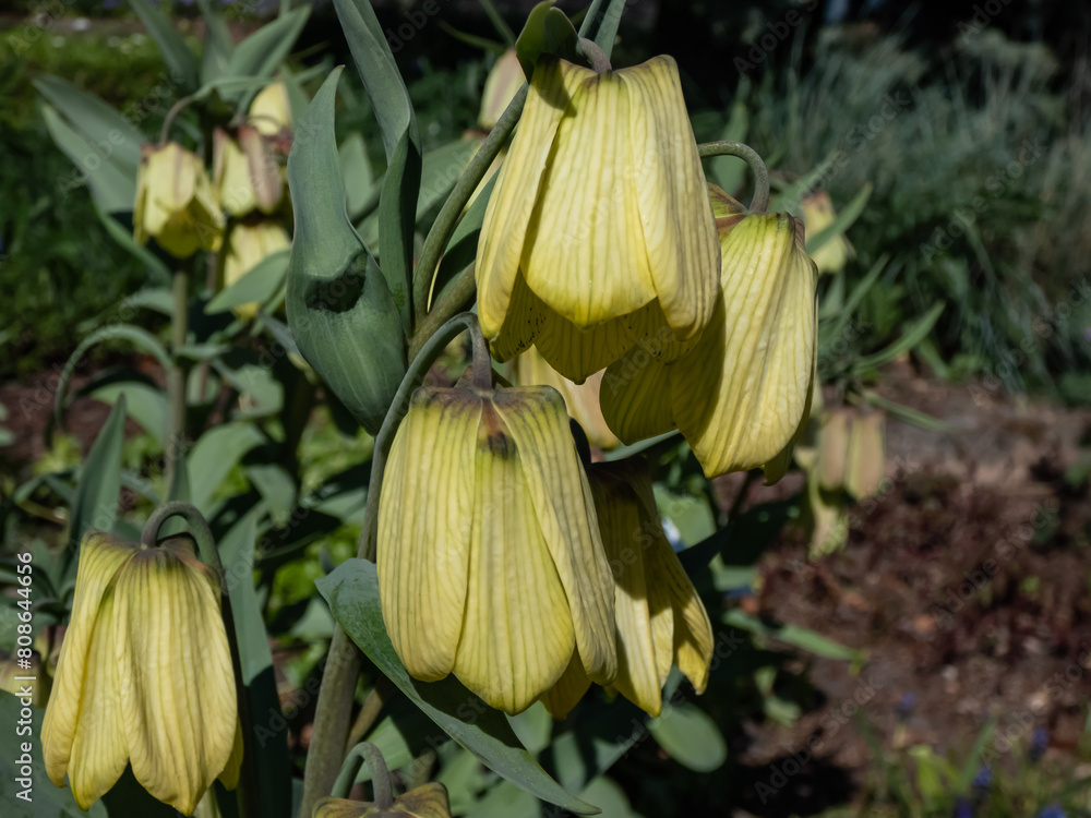 Φωτογραφία Siberian Fritillary (Fritillaria pallidiflora) bearing pale yellow, nodding bell