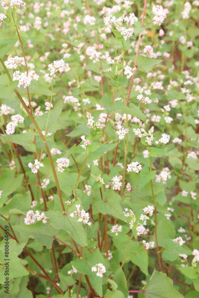 Buckwheat plant on farm for harvest Buckwheat plant on farm for harvest