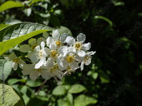 White flowers of the Bird cherry, hackberry, hagberry or Mayday tree (Prunus padus) in full bloom. White flowers in pendulous long clusters (racemes) in spring photo