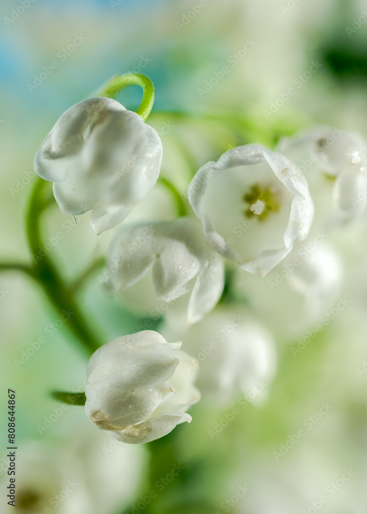 Blooming Lily of the valley flowers Blooming Lily of the valley flowers