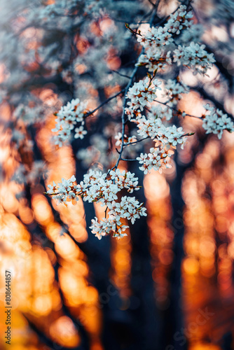 Macro of blooming plum flowers in white color. Shallow depth of field. Warm dreamy light in the background with the golden hour bokeh. Beautiful and romantic color with details on the blossom (ID: 808644857)
