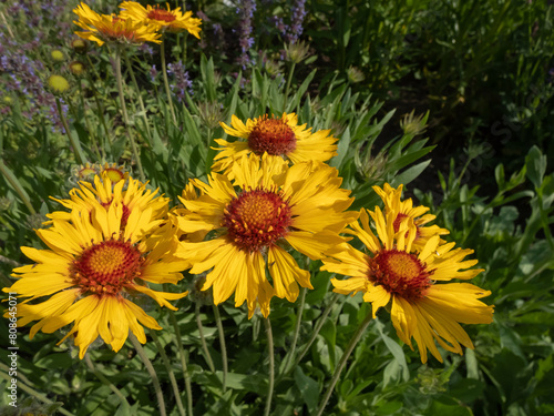 Great Blanket Flower (Gailardia aristata) boasting daisy-like yellow and orange flower heads in the garden in summer