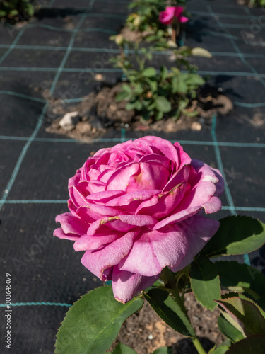 Close-up shot of the Floribunda rose 'Heidi Klum Rose' with full, violet bloom in bright sunlight in the garden