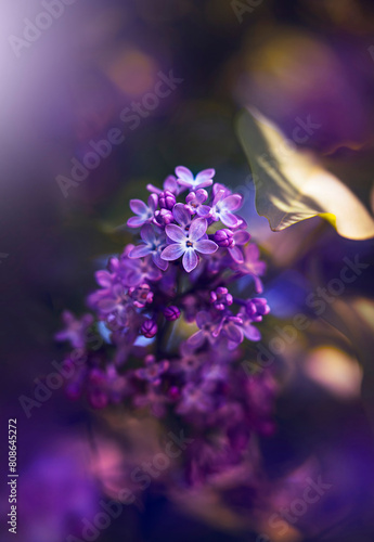 Macro of blooming lilac flowers in purple color. Shallow depth of field. Warm dreamy light in the background with moody tones. Beautiful and romantic color with details on the blossom (ID: 808645272)