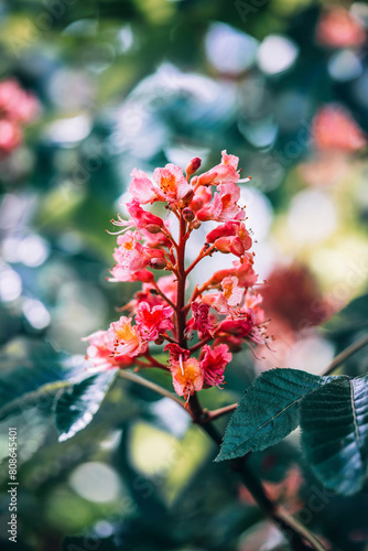 Macro of blooming chestnut tree flowers in pink color. Shallow depth of field. Warm dreamy light in the background. Beautiful and romantic color with details on the blossom (ID: 808645401)