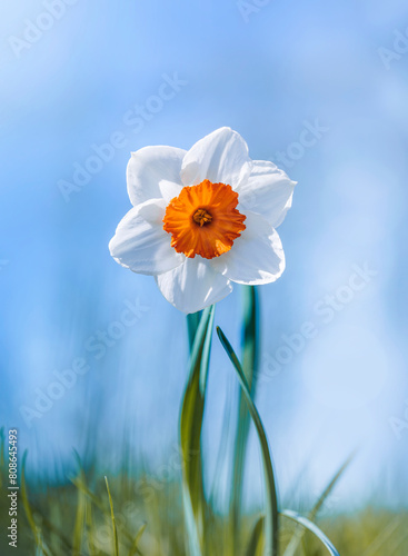 Картината върху платно Macro of a single white daffodil flower with orange center against blurred bokeh background