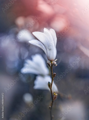 Macro of blooming magnolia flowers in white color. Shallow depth of field. Warm dreamy light in the background. Beautiful and romantic color with details on the blossom (ID: 808645672)