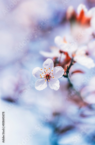 Macro of blooming plum flowers in white color. Shallow depth of field. Warm dreamy light in the background. Beautiful and romantic color with details on the blossom (ID: 808645678)