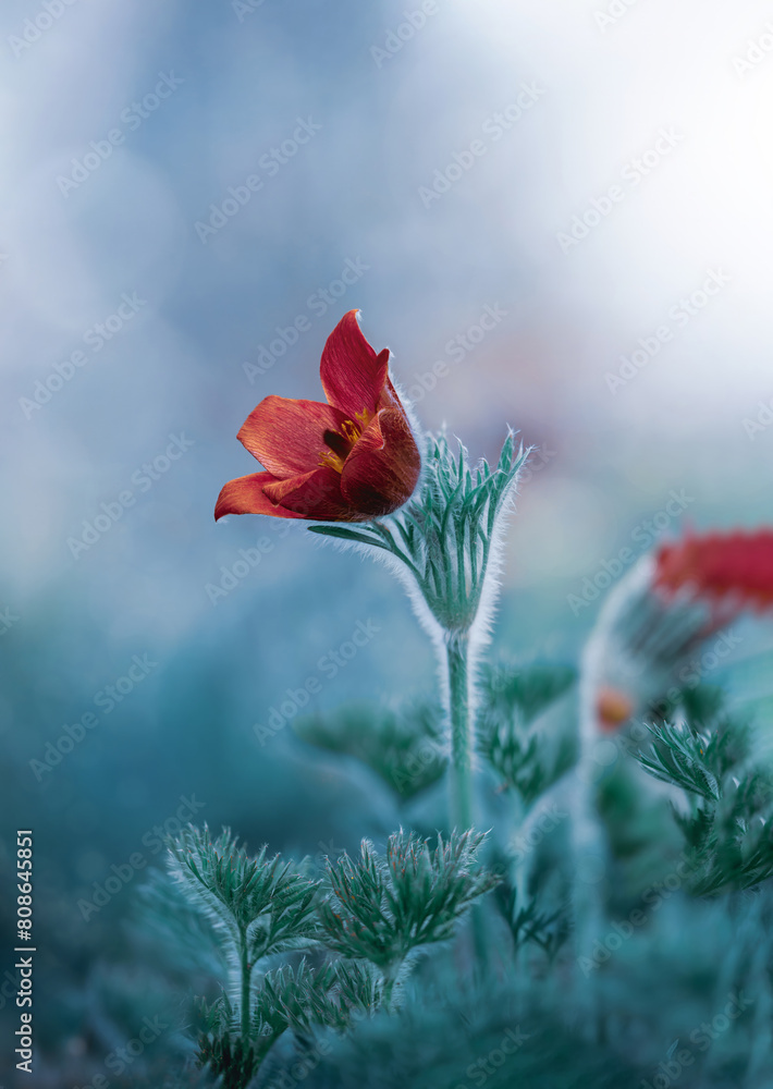 Obraz premium Close up of a red pasqueflower flower on teal background filled with bokeh balls and dreamy light. Isolated subject with soft focus and dreamy surroundings