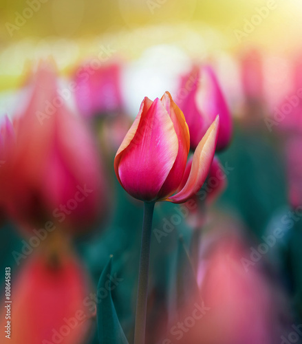Macro of a single isolated pink and yellow tulip flower against a soft, blurred green background with bokeh bubbles and sunshine (ID: 808645813)