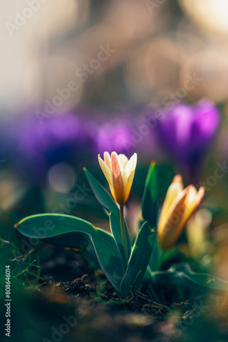 Macro of a single isolated yellow early Spring tulip flower against a soft, blurred dreamy background with bokeh bubbles and sunshine. Purple crocuses in the back (ID: 808646014)