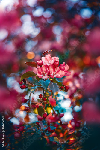 Macro of blooming crab apple flowers in red color. Shallow depth of field. Warm dreamy light in the background. Beautiful and romantic color with details on the blossom (ID: 808646241)