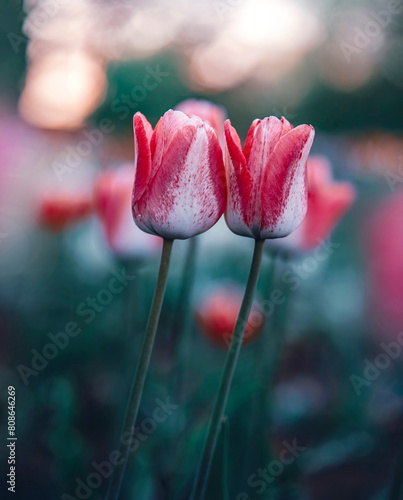Macro of two isolated white and pink tulip flowers against a soft, blurred dreamy background with bokeh bubbles and sunshine (ID: 808646269)
