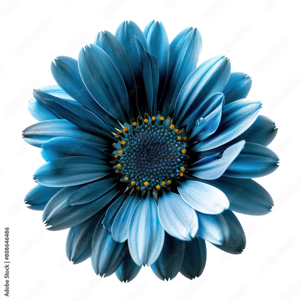 Blue gerbera flower isolated on black background.