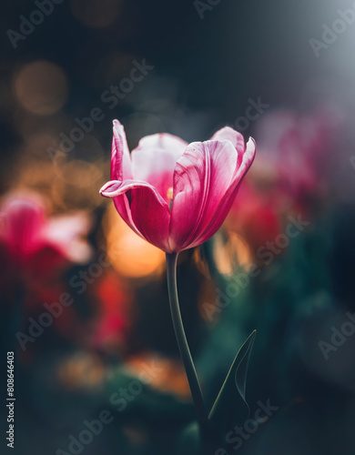 Macro of a single isolated pink tulip flower against a soft, blurred dark background with bokeh bubbles and sunshine (ID: 808646403)