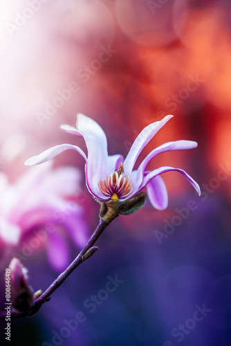Macro of blooming magnolia flowers in pink color. Shallow depth of field. Warm dreamy light in the background. Beautiful and romantic fiery red background color with details on the blossom (ID: 808646419)
