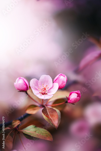 Macro of blooming apple flowers in pink color. Shallow depth of field. Warm dreamy light in the background. Beautiful and romantic color with details on the blossom (ID: 808646479)
